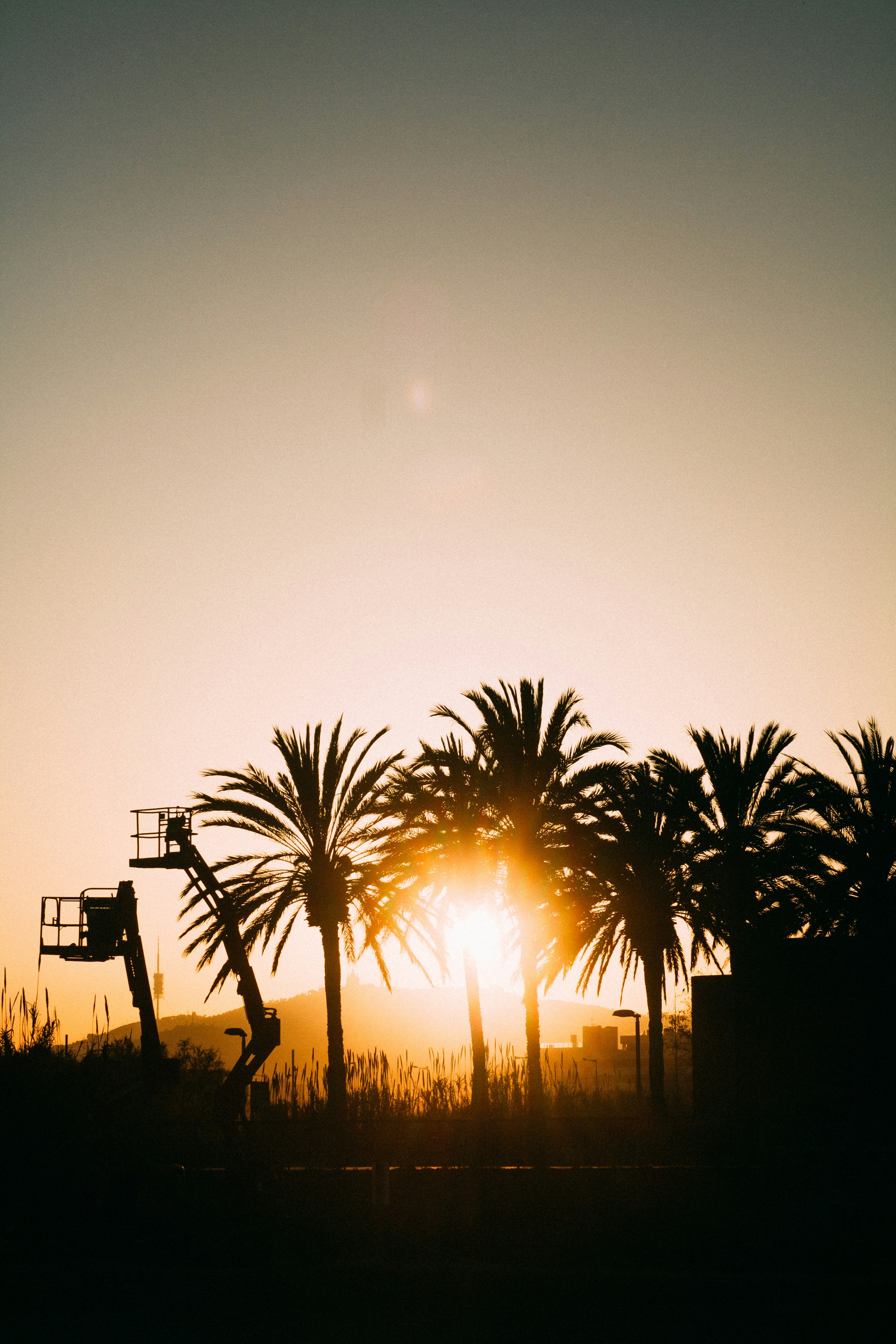 silhouette of palm tree during sunset